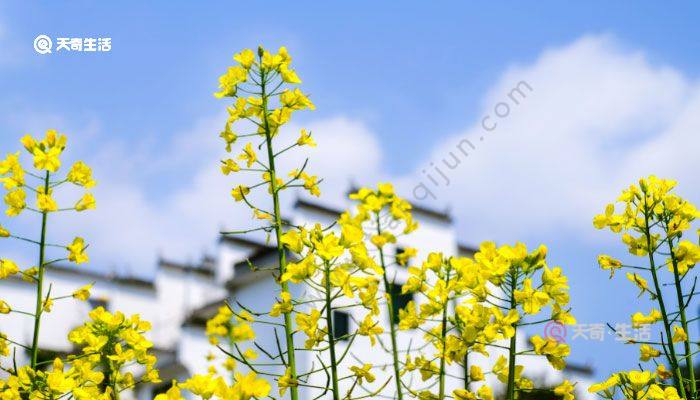 九月开什么花 九月开什么花的季节