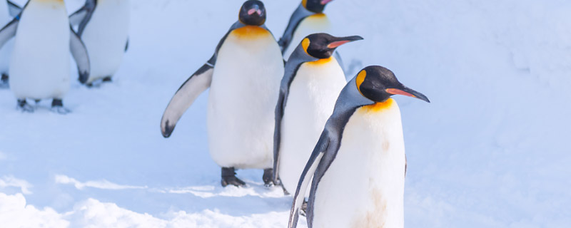 企鹅的哺乳方式 企鹅是哺乳动物吗