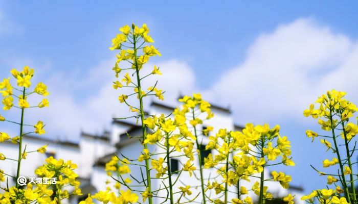 长寿花养殖方法