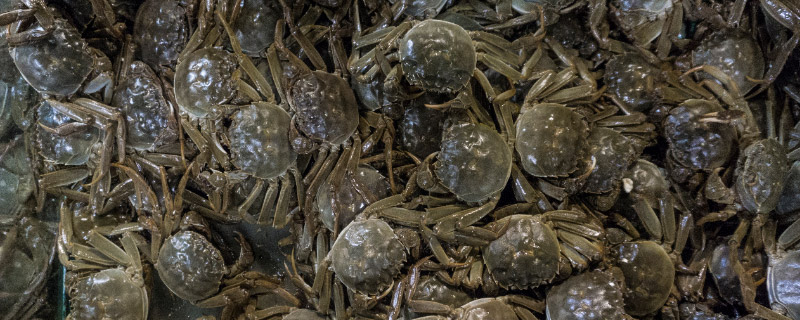 刚死的螃蟹可以吃吗 刚死的螃蟹能吃吗