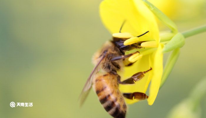 蜜蜂的品质