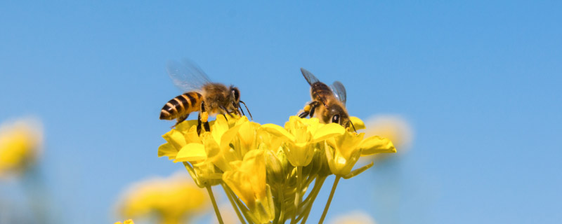 蜜蜂为什么会辨认方向的原因 蜜蜂怎样辨别方向回家的