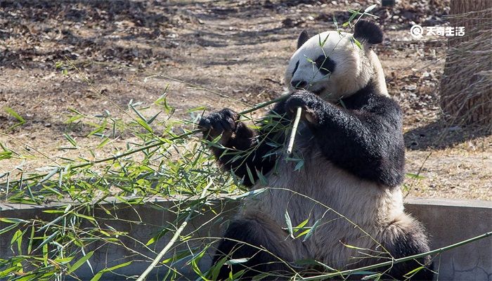 熊猫喜欢吃什么竹子
