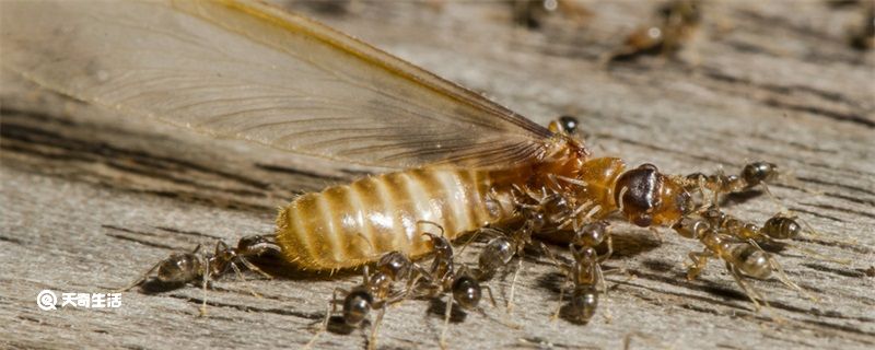 白蚂蚁的危害有多大咬人吗