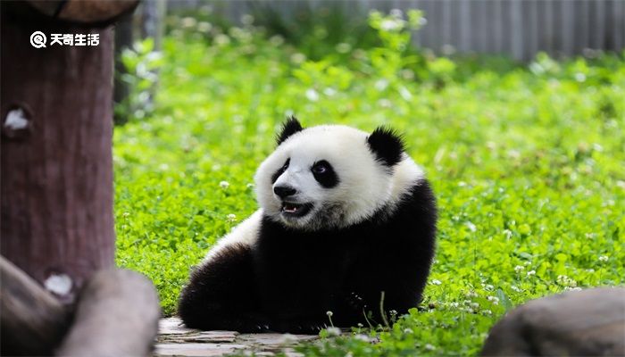 大熊猫除了竹子还喜欢吃什么