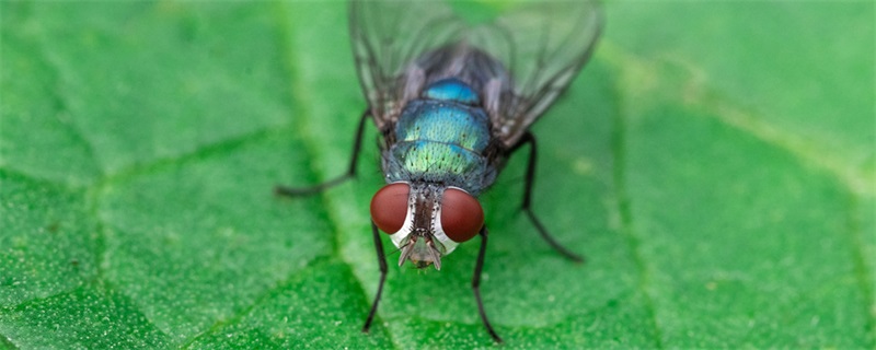 果蝇和苍蝇的区别 苍蝇和果蝇一样吗