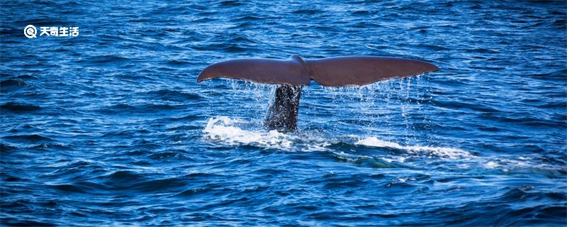最大鲸鱼有多长有多重有多大