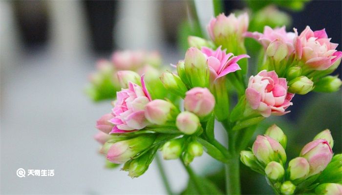 子房由什么组成