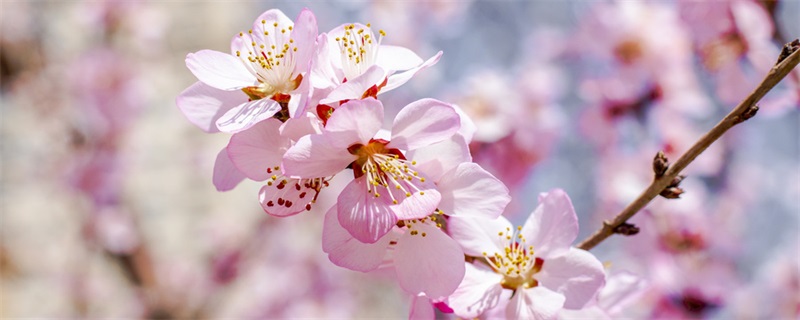 樱花种类和特征有哪些 樱花种类有哪些