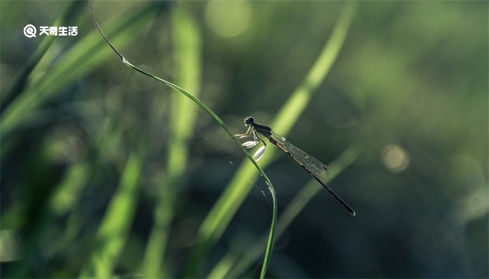 蜻蜓外形特点