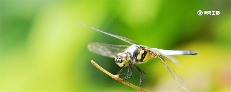 蜻蜓外形特点