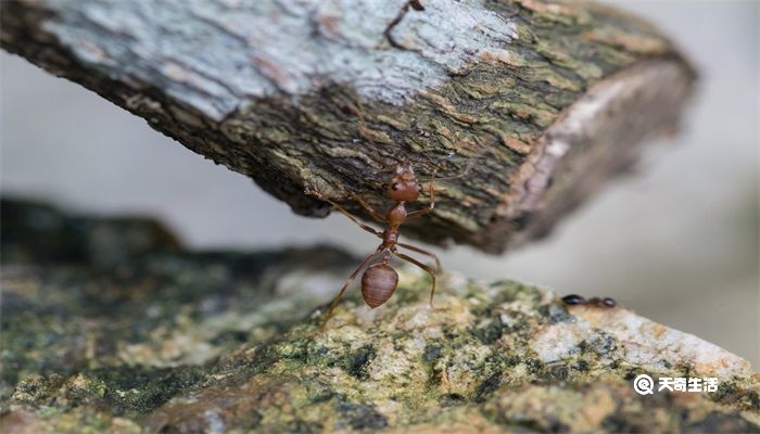 大水蚁和白蚁的区别
