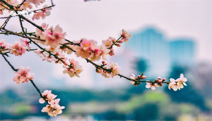 桃花仙人是谁