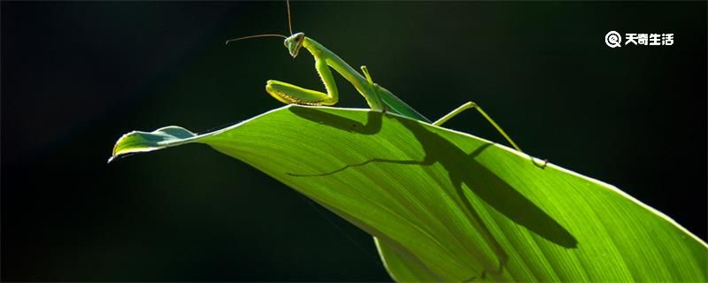 螳螂肚子里的虫子是什么