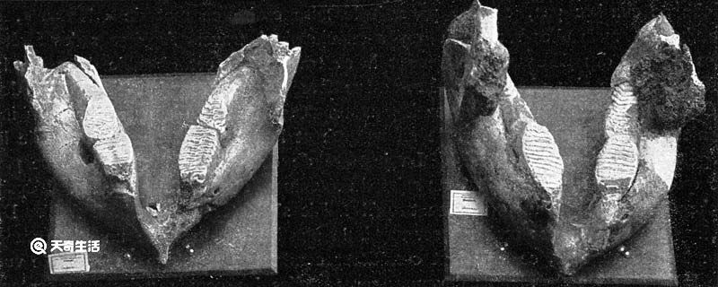 河南发现3万年前现代人,早期现代人化石长什么样