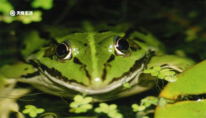 角蛙的寿命究竟有几年