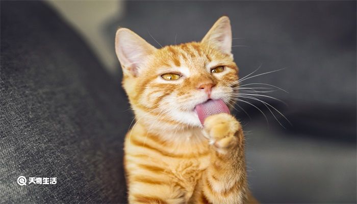 动物的舌头有哪些作用