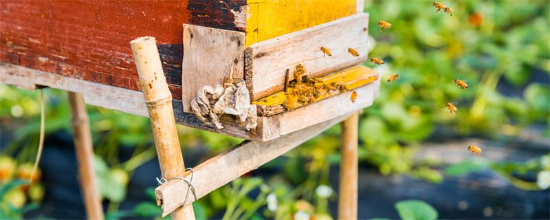 蜜蜂的特点 蜜蜂的特点是什么