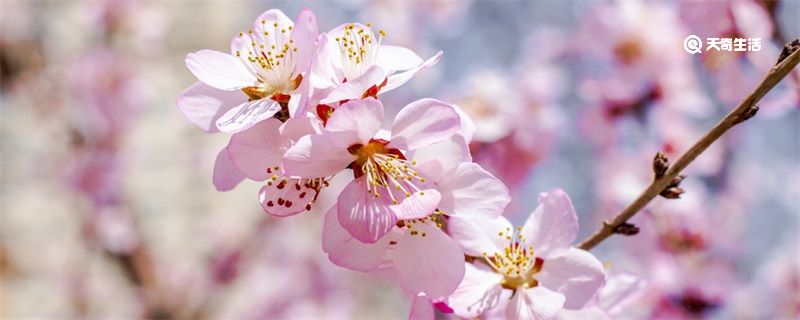 樱花有哪些品种和颜色