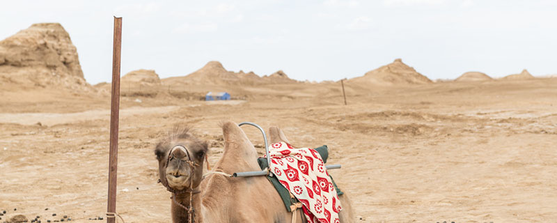 骆驼驼峰储存的是 驼峰主要储存什么