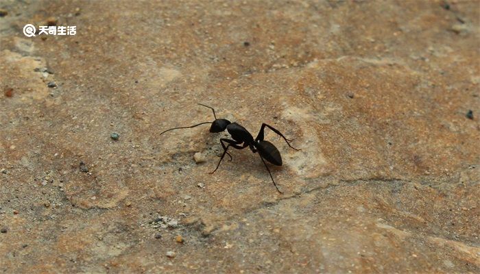 蚂蚁的外形特点和生活特征