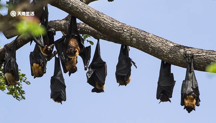 蝙蝠吃什么食物为生