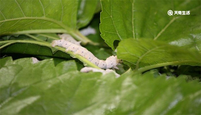 蚕几天结茧 蚕几天会结茧 天奇生活