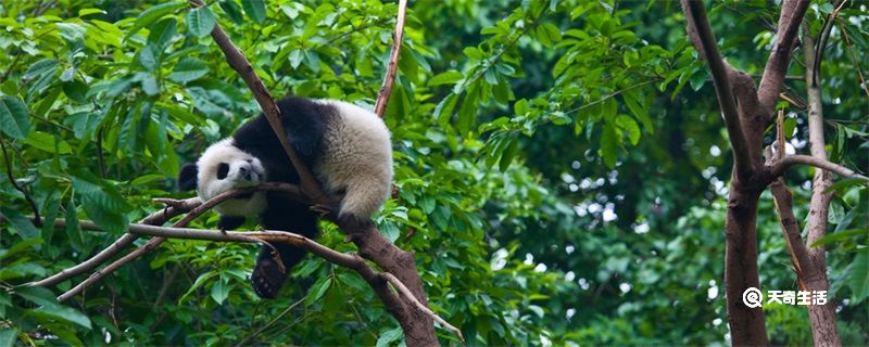 世界上唯一圈养棕白色大熊猫叫什么