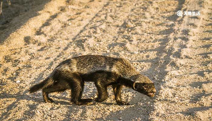 蜜獾的天敌是什么动物