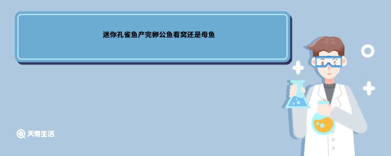 迷你孔雀鱼产完卵公鱼看窝还是母鱼孔雀鱼产完卵公鱼看窝还是母鱼