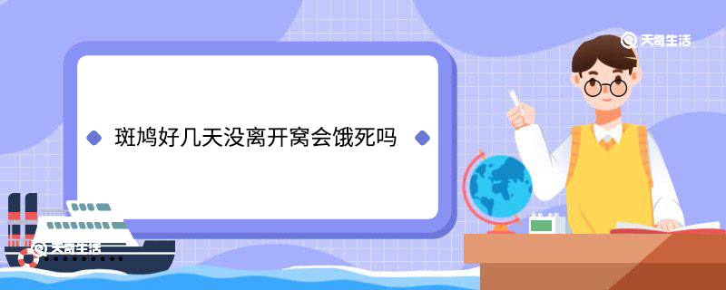 斑鸠好几天没离开窝会饿死吗