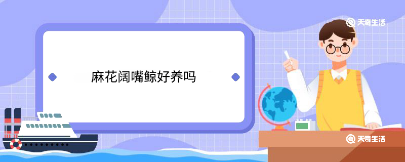 麻花阔嘴鲸好养吗
