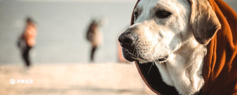 犬瘟热初期症状