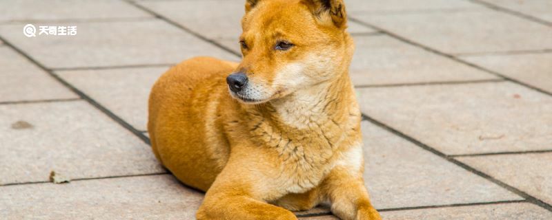 秋田犬价格