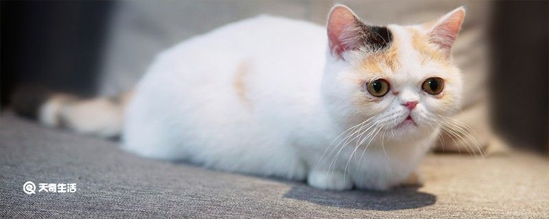 猫尿频怎么回事 猫尿频可以吃阿莫西林吗