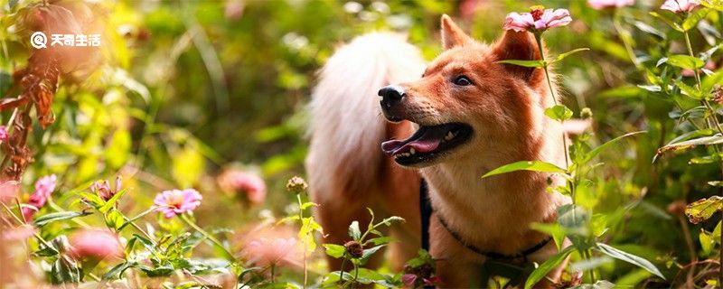 秋田犬聪明吗