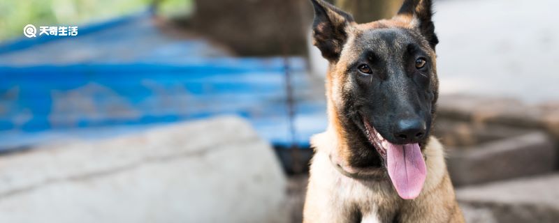 如何训练马犬 马犬可以办狗证吗