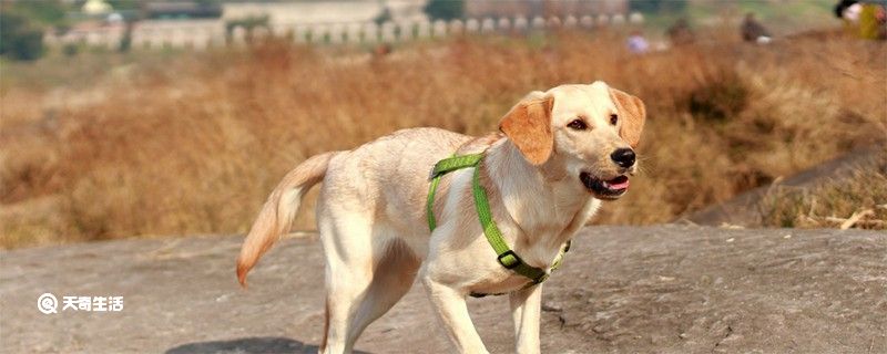 狗狗被蜱虫咬了会死吗