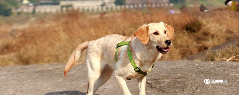 携带狂犬病的狗能活多久 狂犬病可以治愈吗