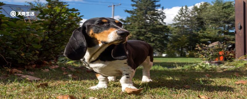 巴吉度猎犬好养吗