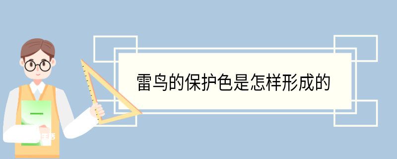 雷鸟的保护色是怎样形成的