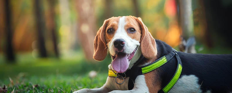 比格犬吃什么