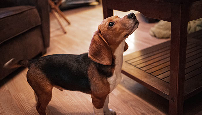 比格犬吃什么