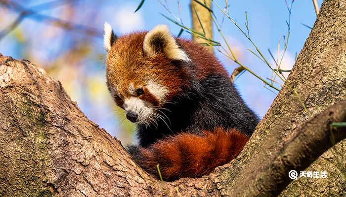 小熊猫能当宠物吗