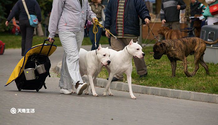 杜高和比特犬哪个厉害