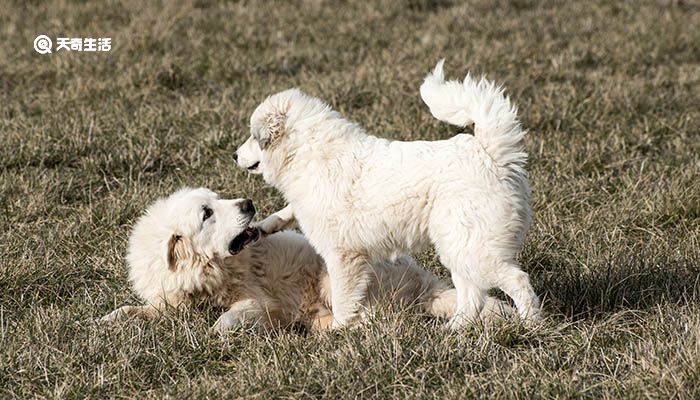 大白熊犬可以长多大
