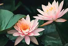 碗莲的种植方法 碗莲怎么种