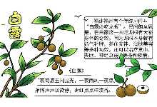 白露手抄报 白露手抄报的画法