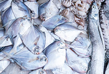十大最好吃的海鱼 市场上常见的深海鱼