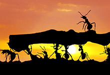 蚂蚁的天敌是什么动物 什么动物是蚂蚁的天敌
